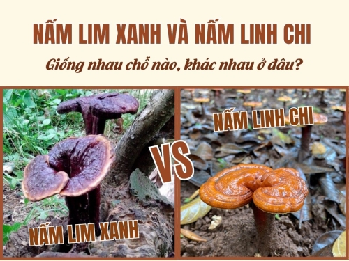 Nấm Lim Xanh và nấm linh chi: Giống nhau chỗ nào, khác nhau ở đâu?